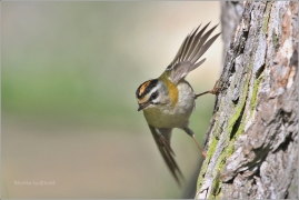 <p>KRÁLÍČEK OHNIVÝ (Regulus ignicapillus) /Firecrest - Sommergoldhähnchen/</p>